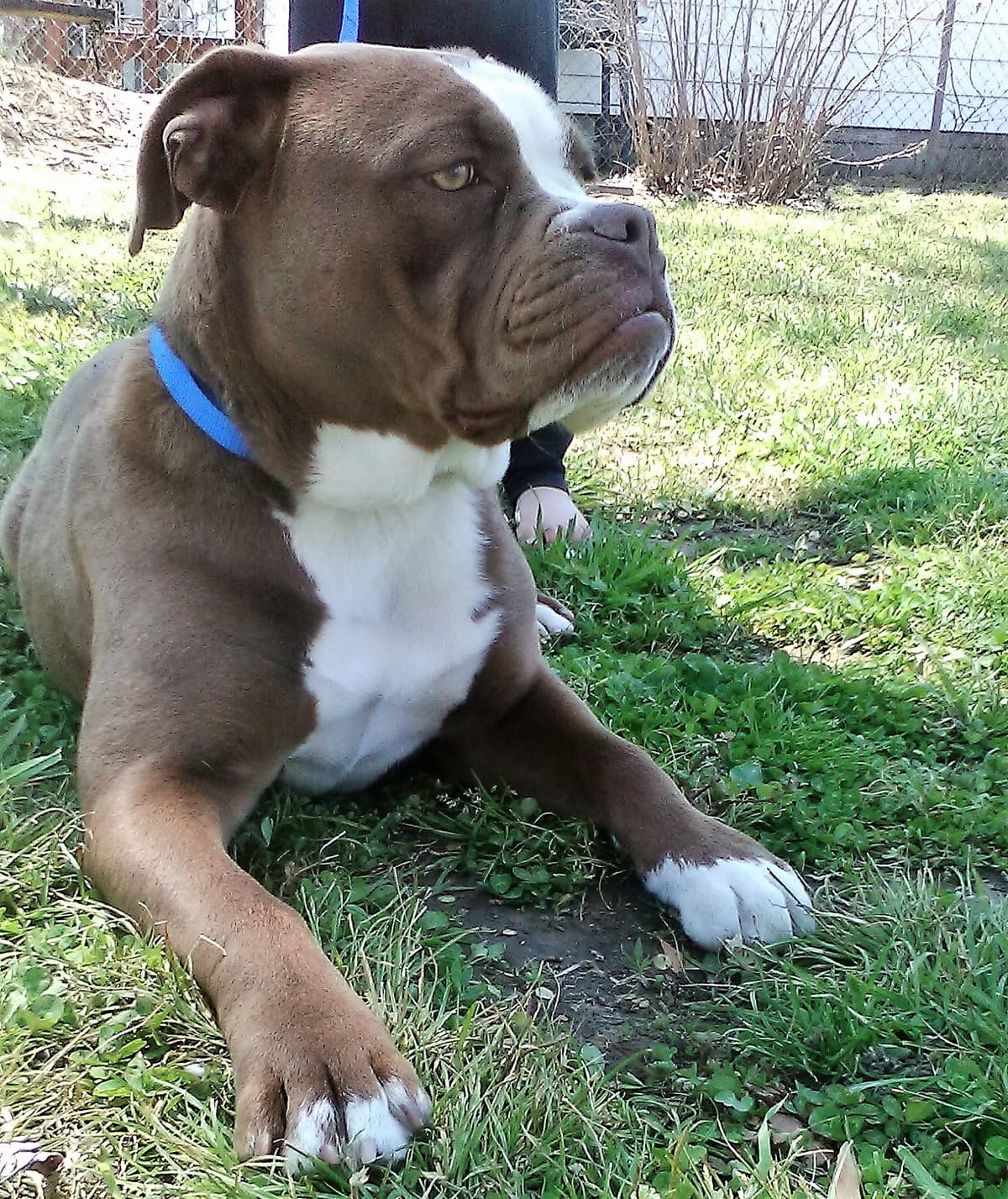 Momma Bear's Amora