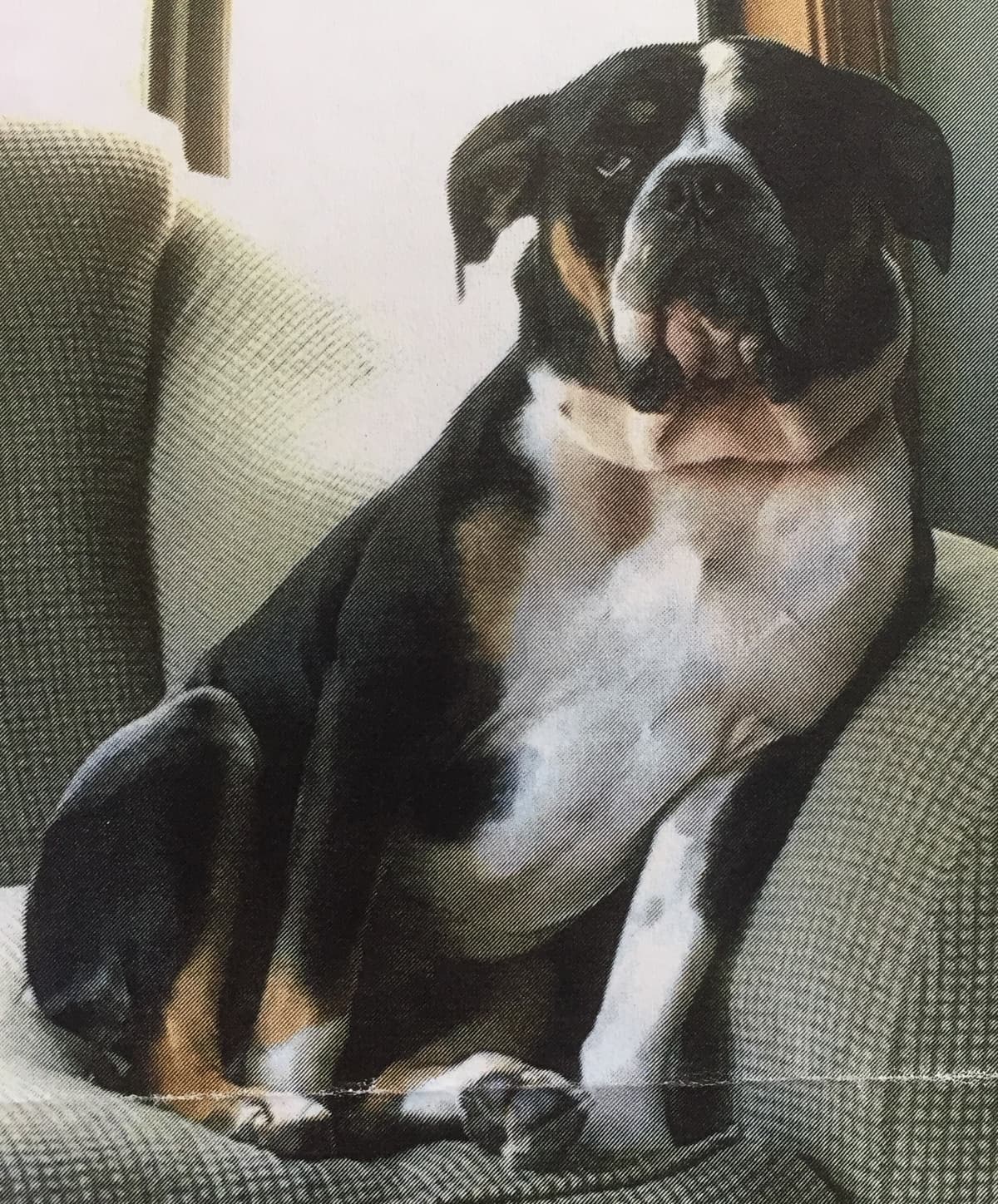 Mt. Olympus Bullies' Jager Meister Ross