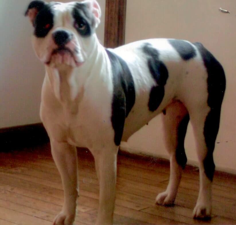 Muddigger's Princess Sophia
