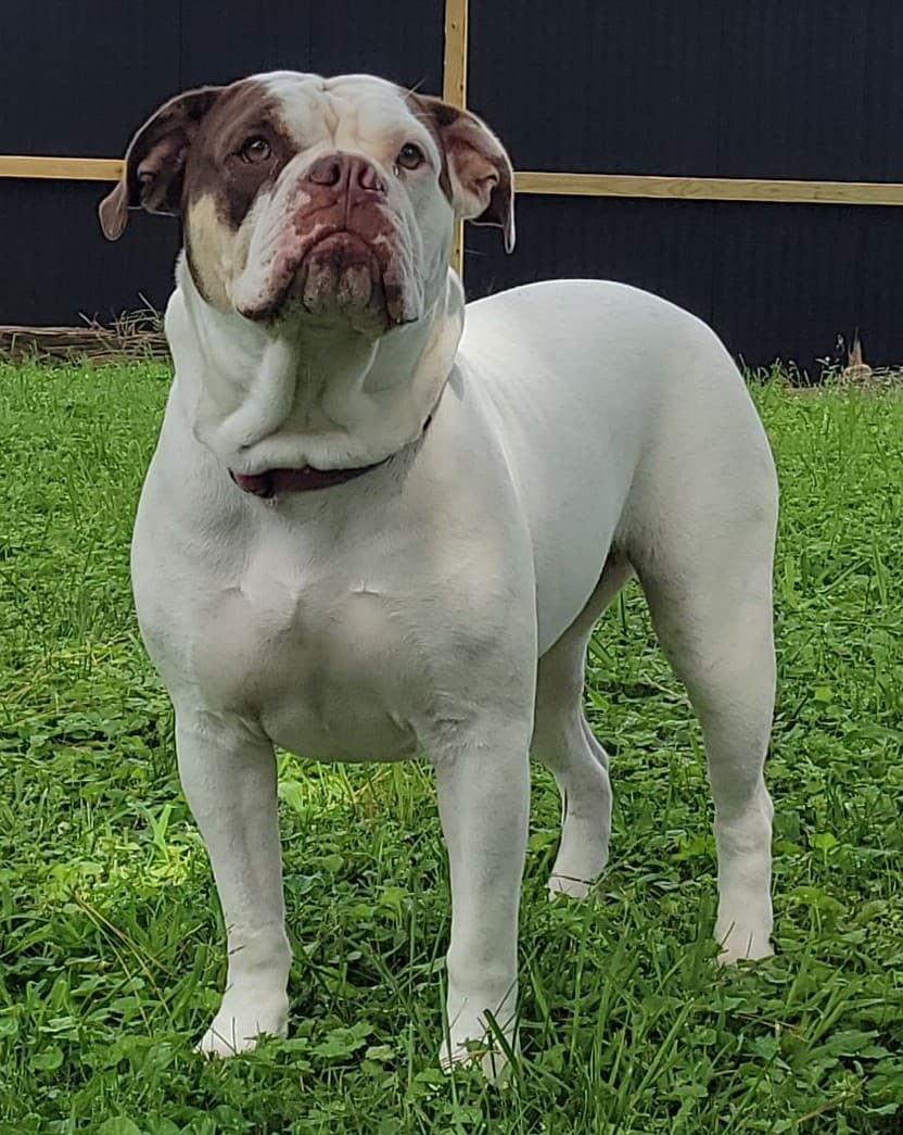 Brawn's Puppy N1