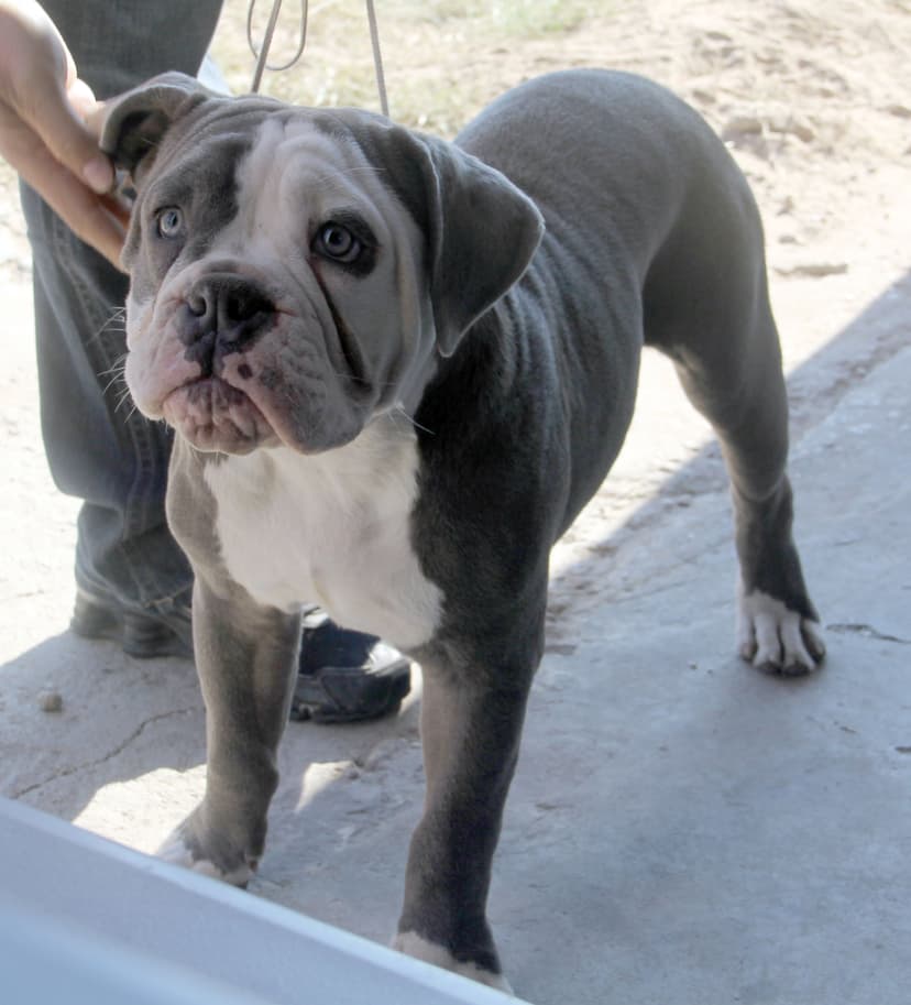 My Style Bullies Blue Mack Brown