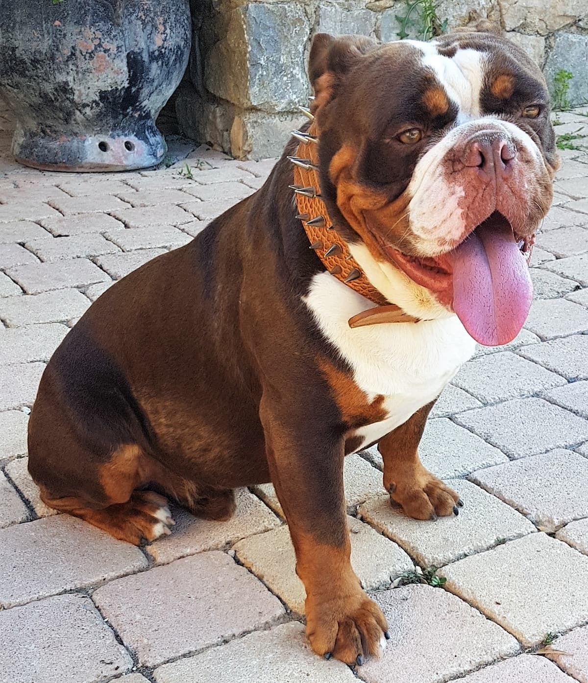 Negan du Domaine de Couroules