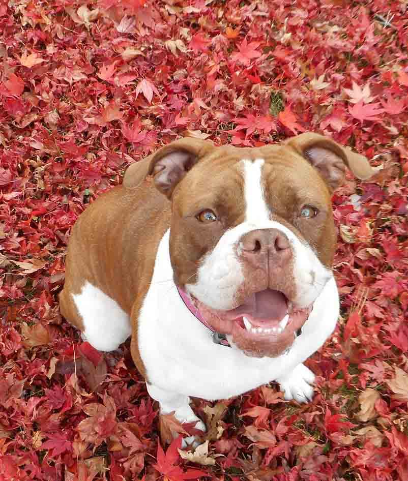 New Age Beatrice @ Pedranti Bulldogges
