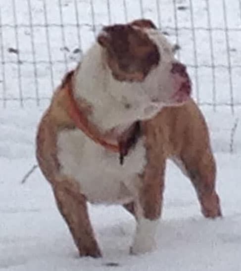 NLB's Banjo