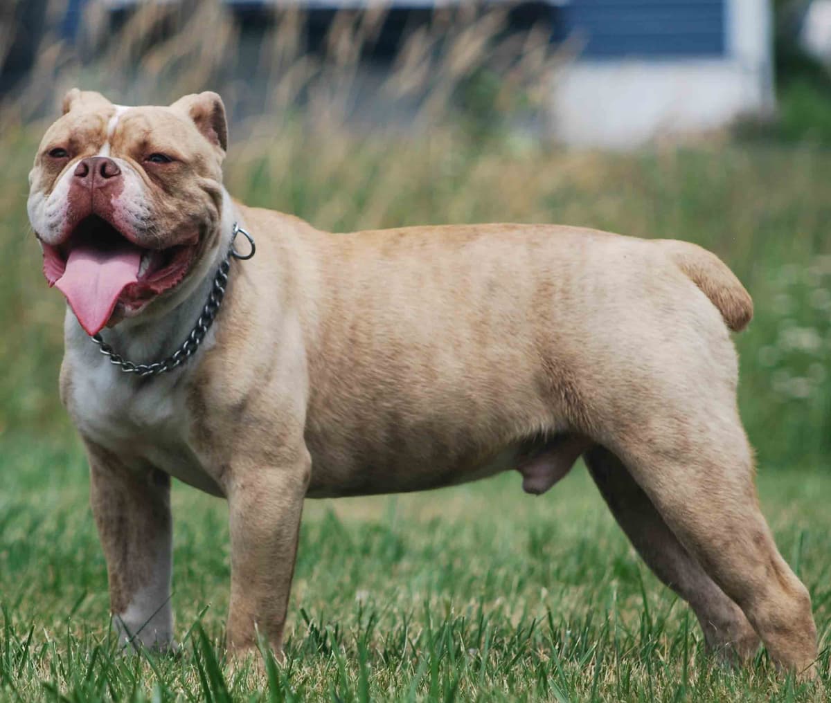 NLB's Brutus