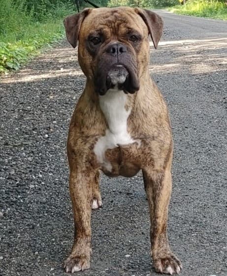 NLB's Harley