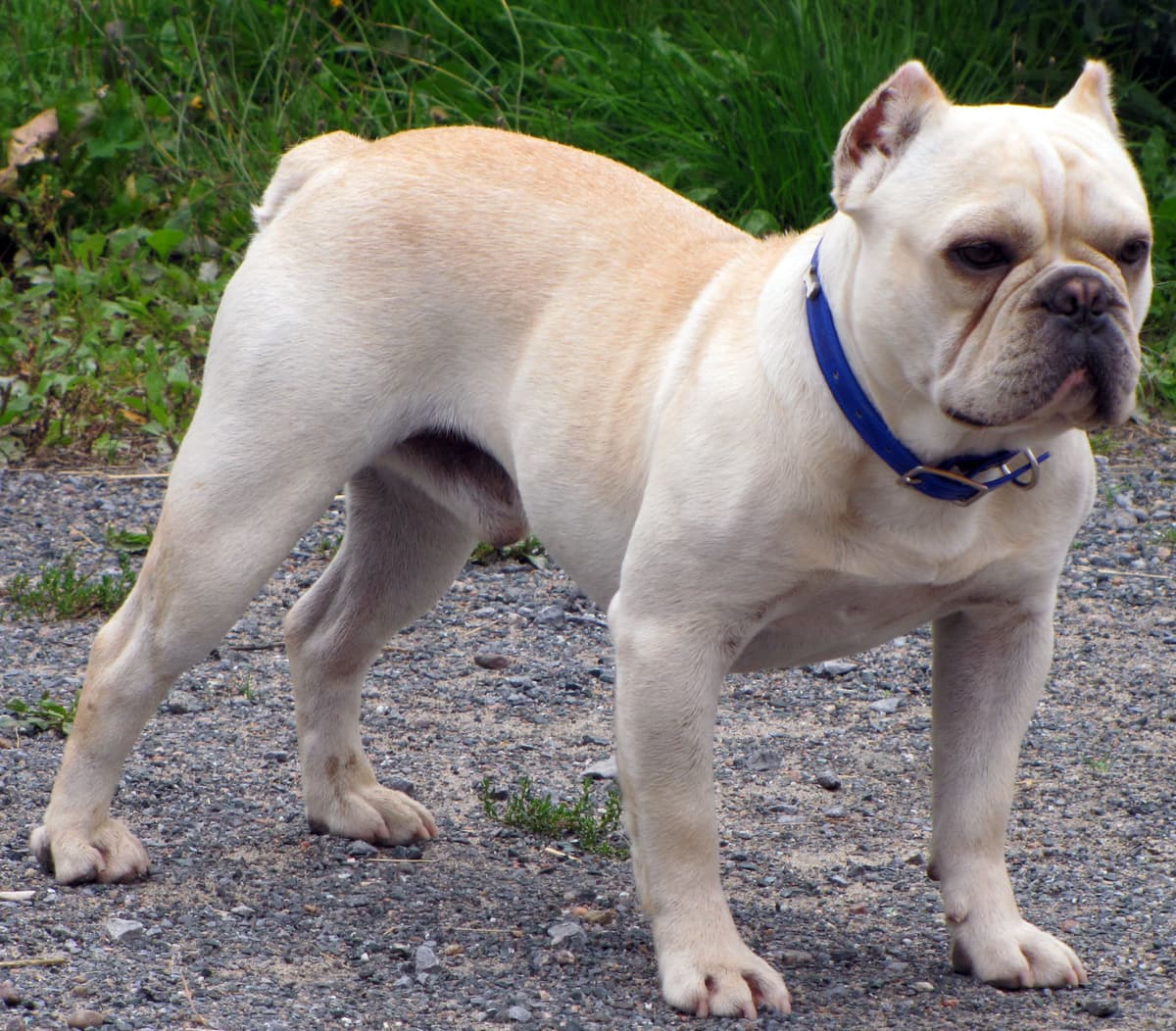 NSB Grand Cuvee of McEvoy Bulldogs