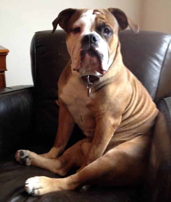 NYC Bulldogges' Charlie Guzman