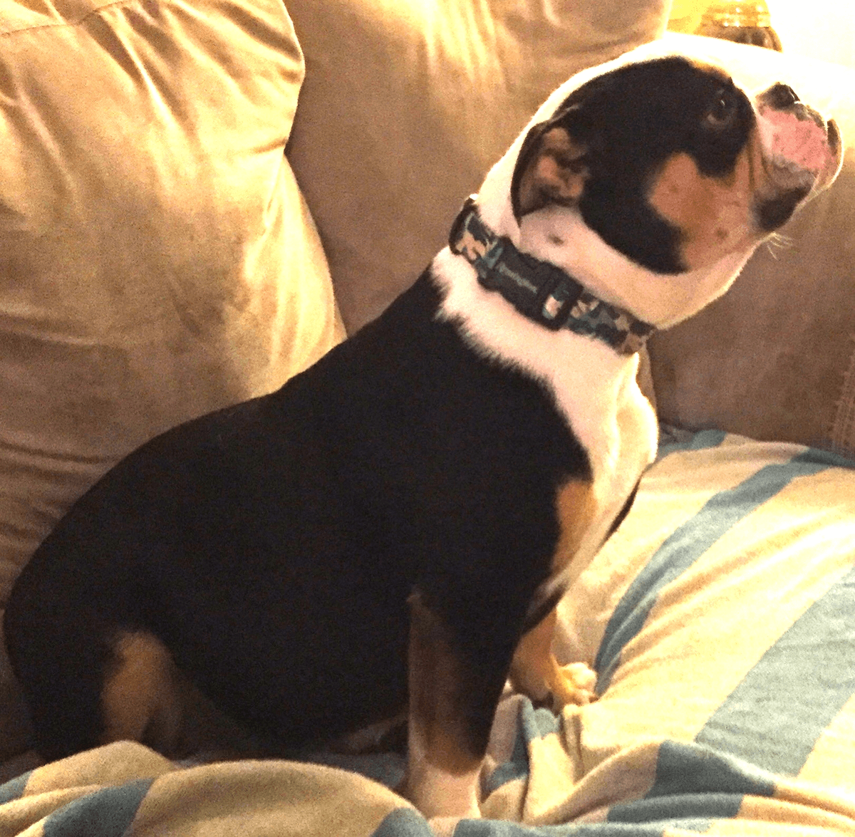 Nyga's Bailey