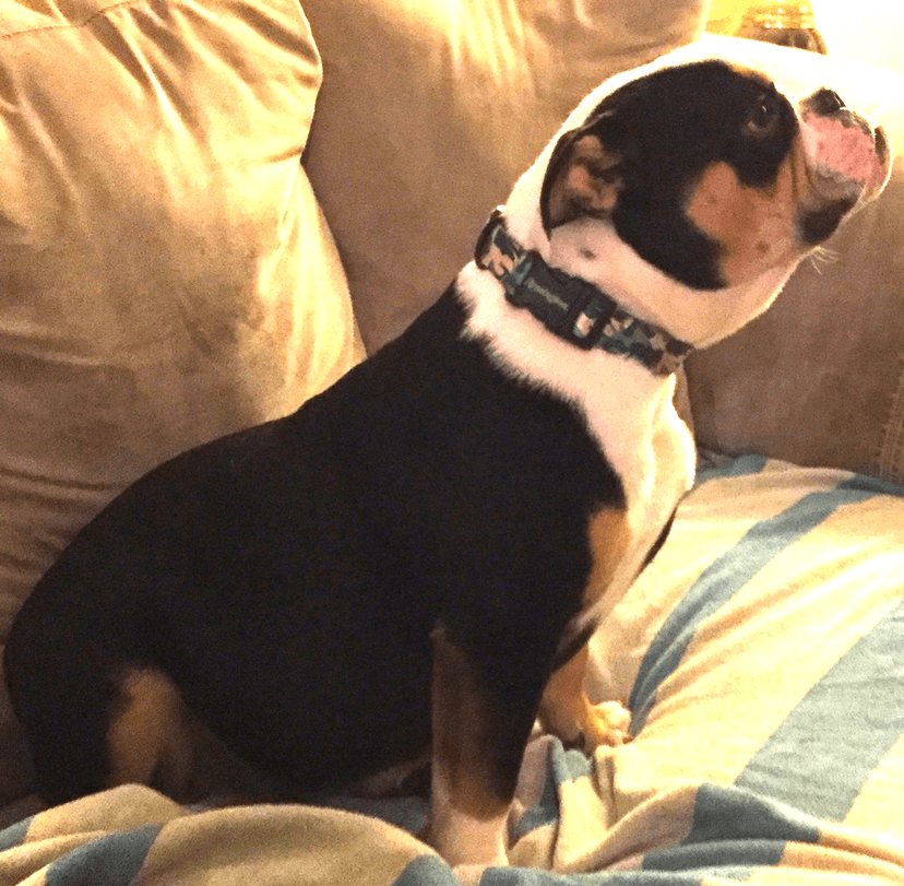 Nyga's Bailey