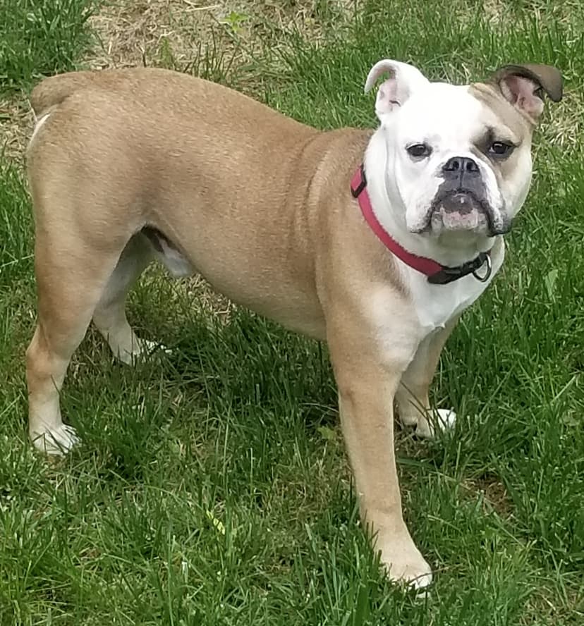 Nyga's Jaxx Riley