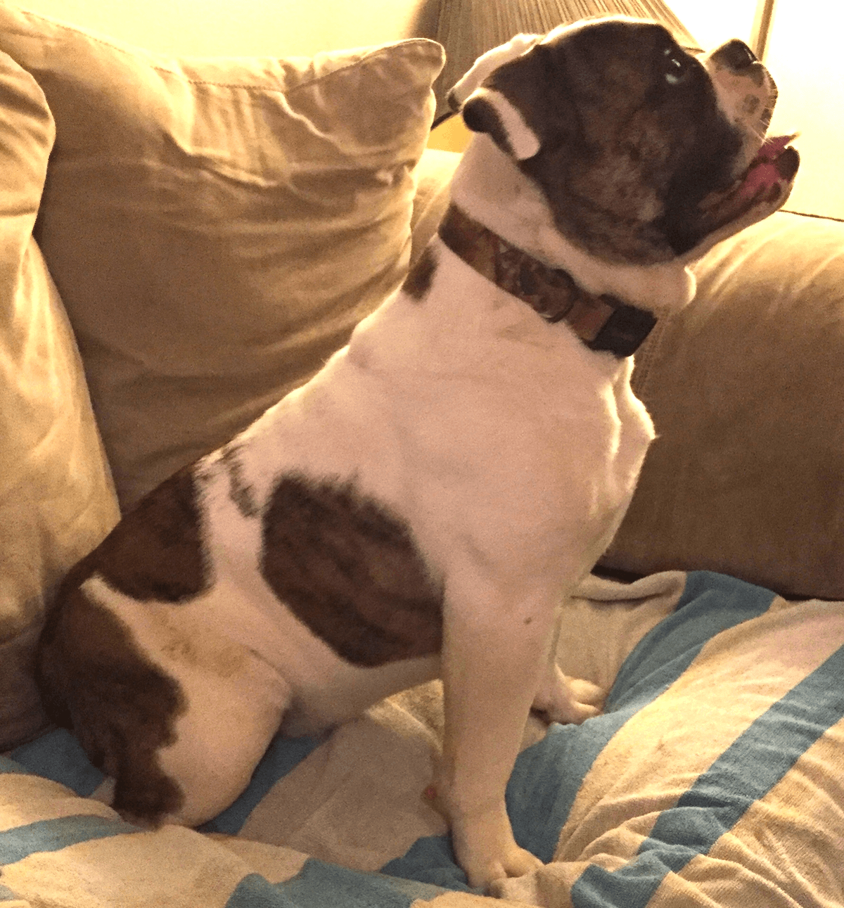 Nyga's Rolo