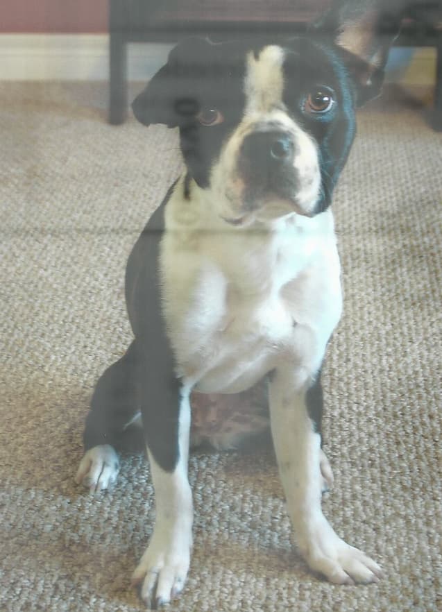 O'Klassic's Darla