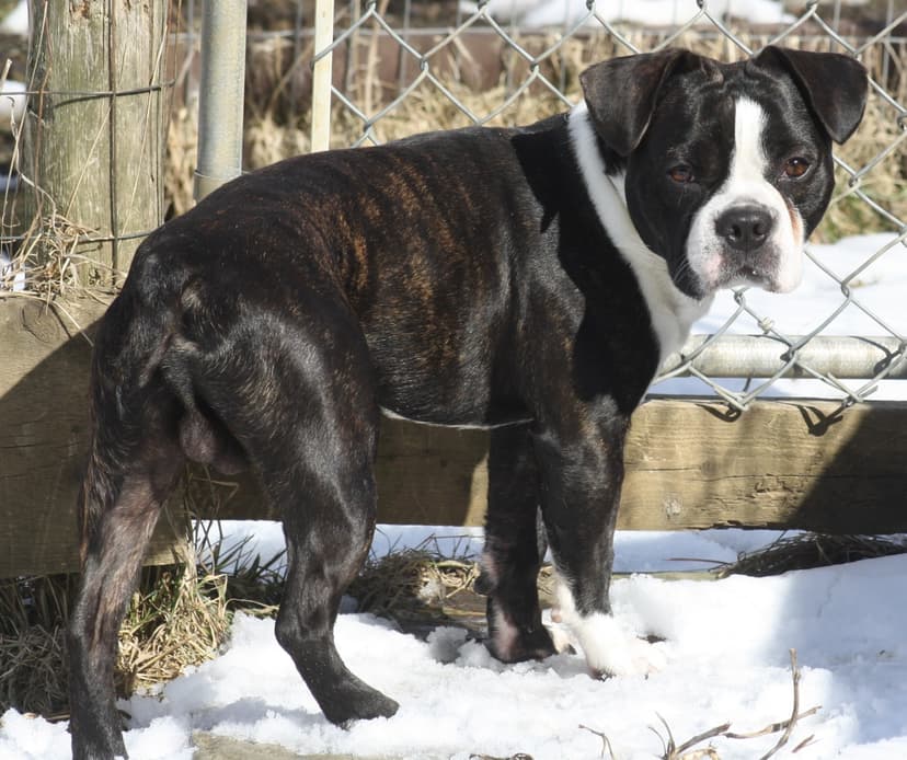 O'Klassic's Dexter of BDA