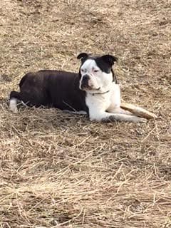O'Klassic's Diesel