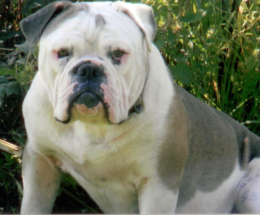 Olde Bullz Koda