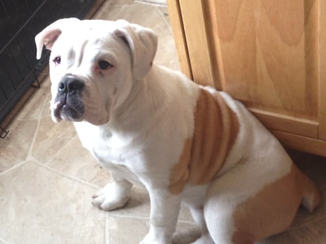 Olde Bullz Zoe Hupp