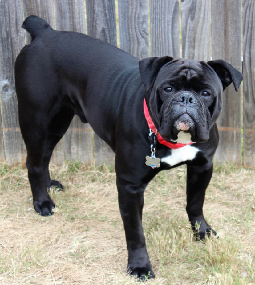 Olde Love Bullies' Bruno Calderon