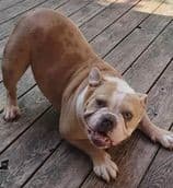 Olde School Bullys' Azul