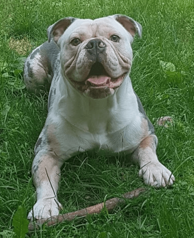 Olde School Bullys' Joker