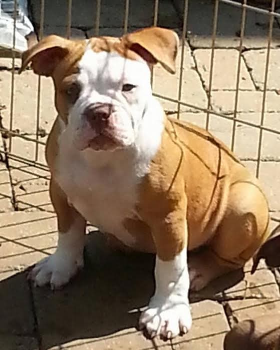 Olde School Bullys' Amber