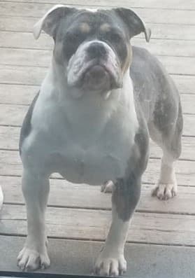 Olde School Bullys' Bonita