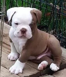 Olde School Bullys' Chester
