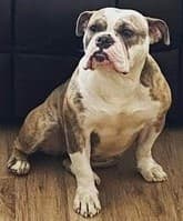 Olde School Bullys' Harley