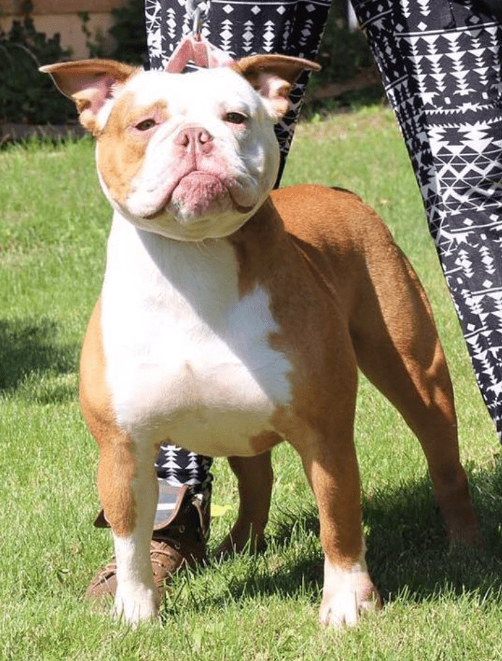 Olde School Bullys' Kali