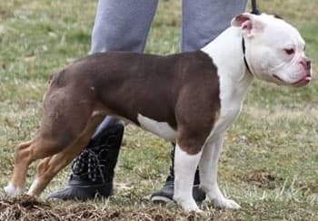 Olde School Bullys' Lokita