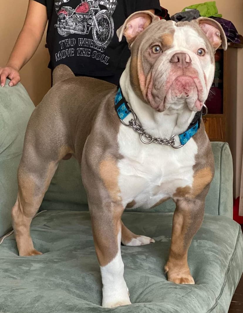 Olde School Bullys' Rocco