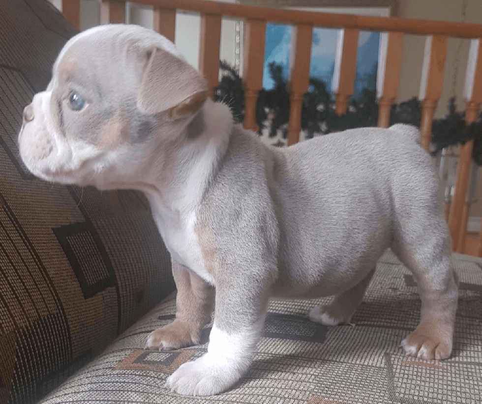 Olde School Bullys' Rosco