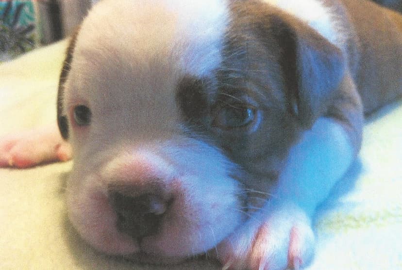 Olde School Bullys' Theodore