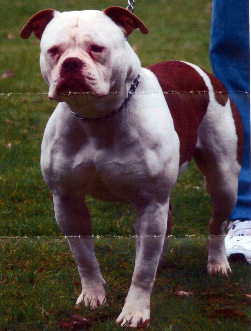 OMB Miami of Bullybred