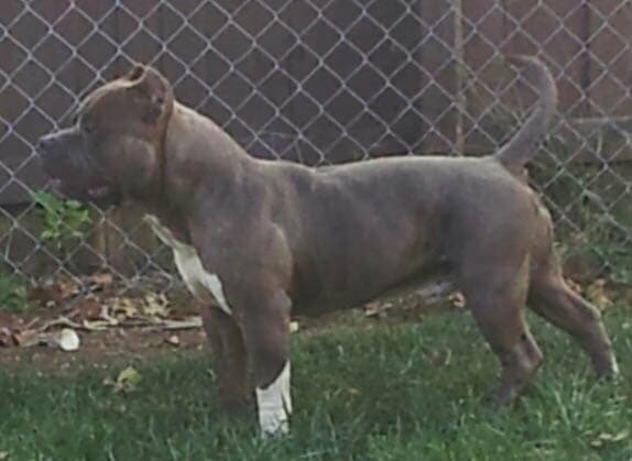Pitparadise's Onyx