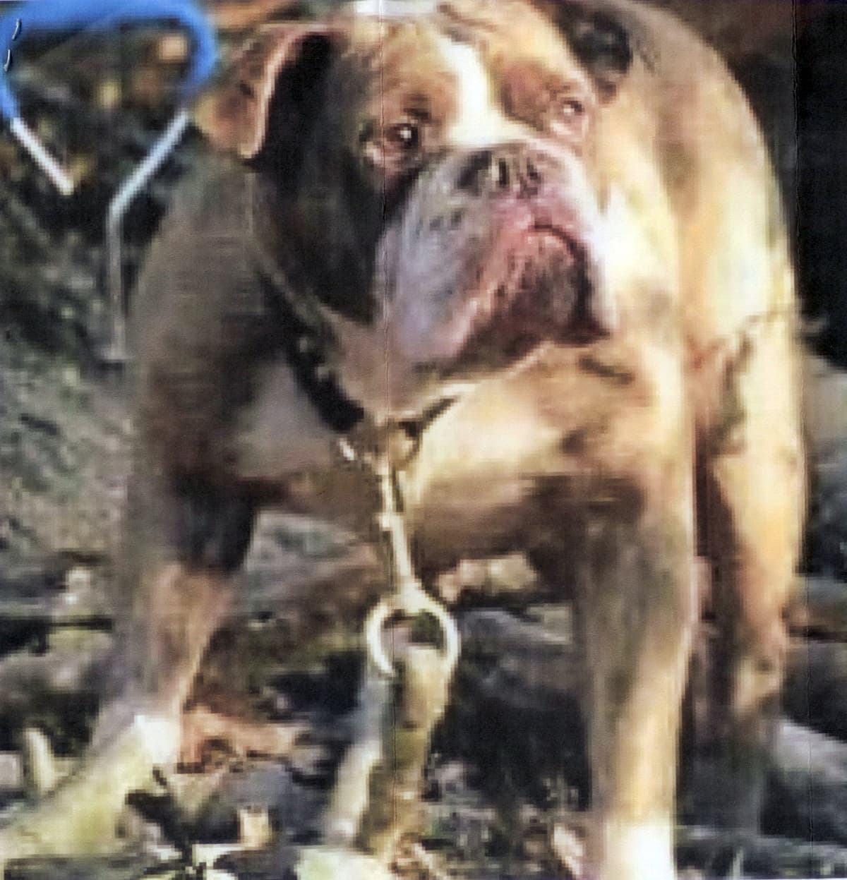 Orlong of American Irondog Kennels