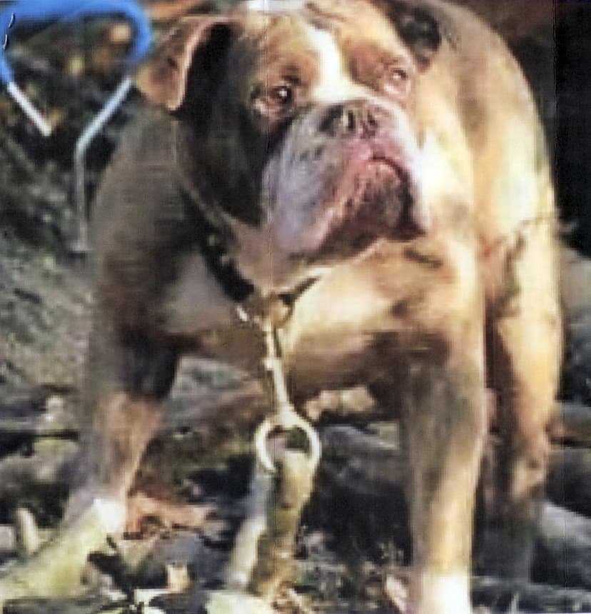 Orlong of American Irondog Kennels