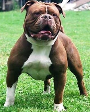 Outlaw's Gatlin