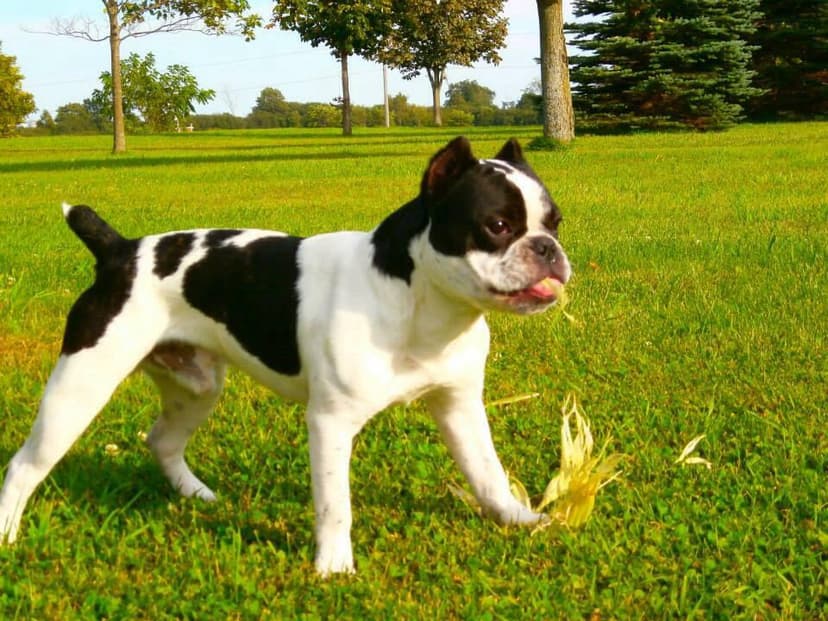 Pawsitive's Alabama Slammer