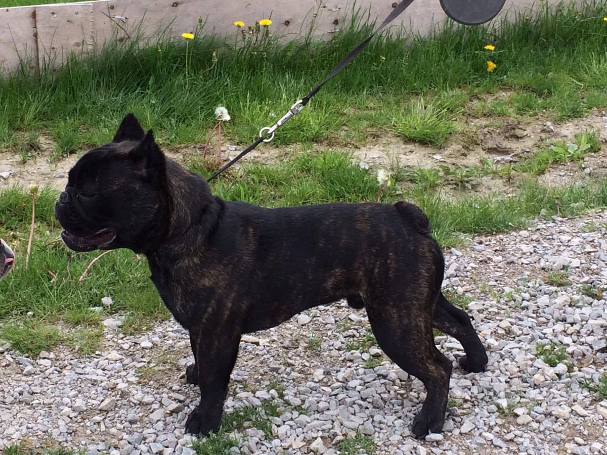 Pawsitive's Black Russian