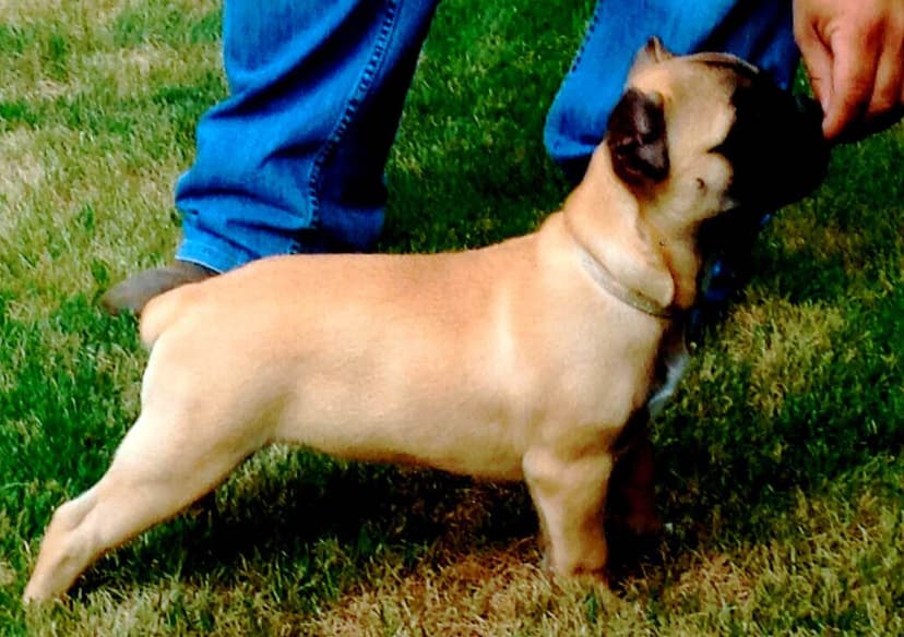 Pawsitive's Bobbi Blue NB