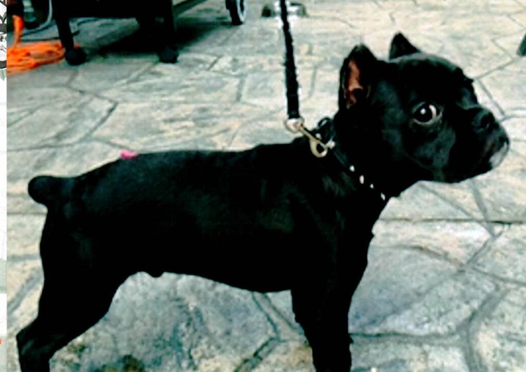 Pawsitive's Chew Chews Black Locomotive NB