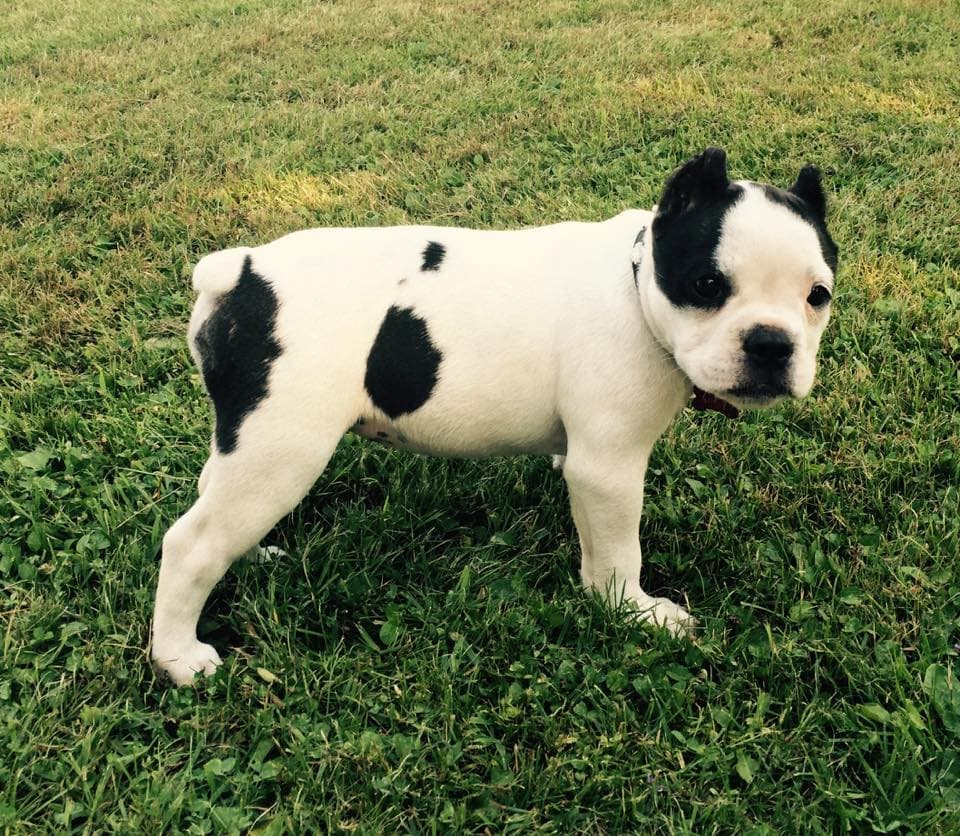 Pawsitive's Cruella