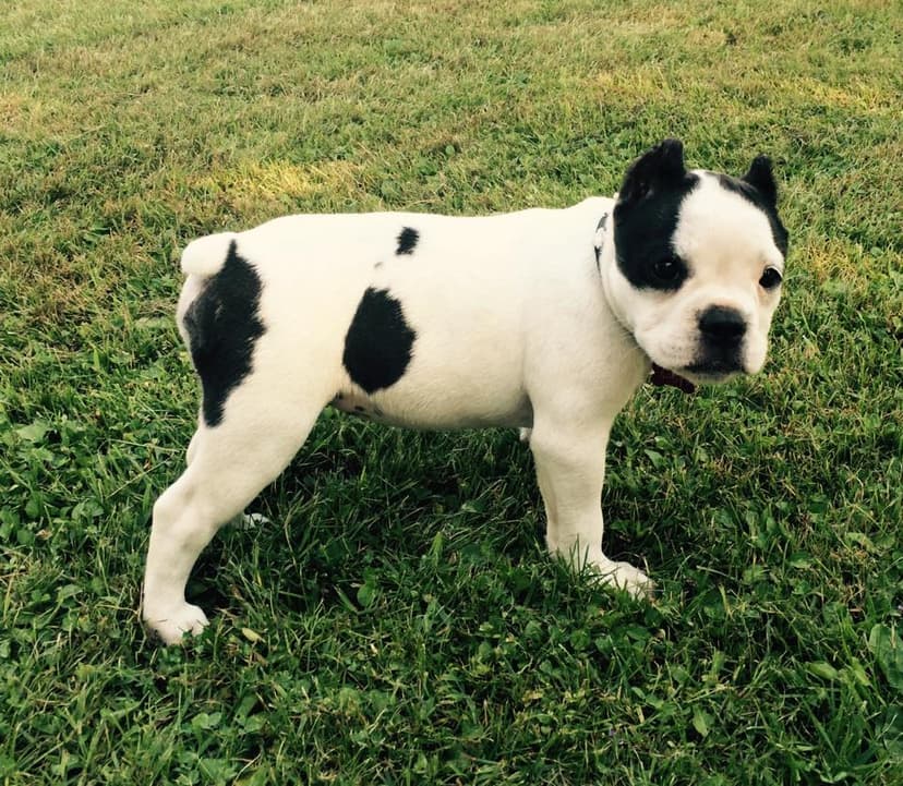 Pawsitive's Cruella