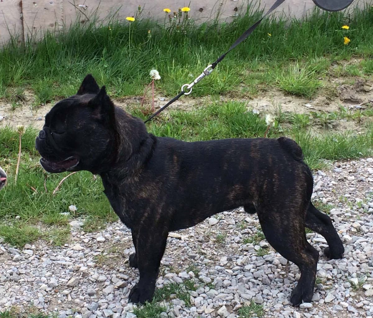 Pawsitive's Elwood D.O.G.