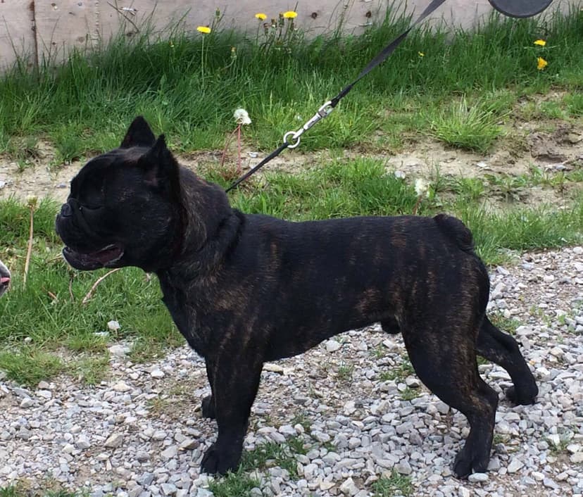 Pawsitive's Elwood D.O.G.