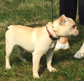 Pawsitive's Amazing Grace