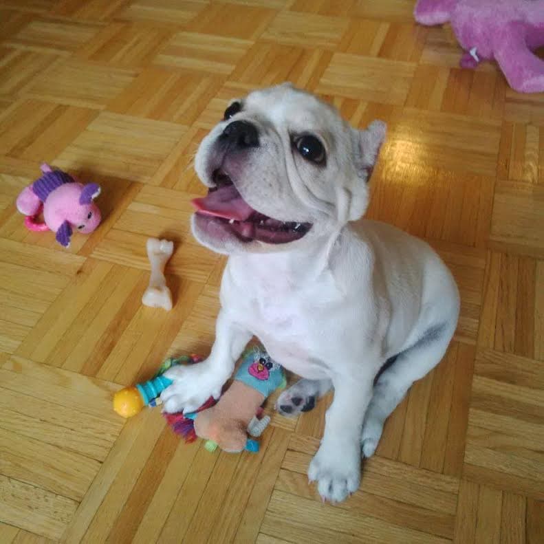 Pawsitive's Maya NB