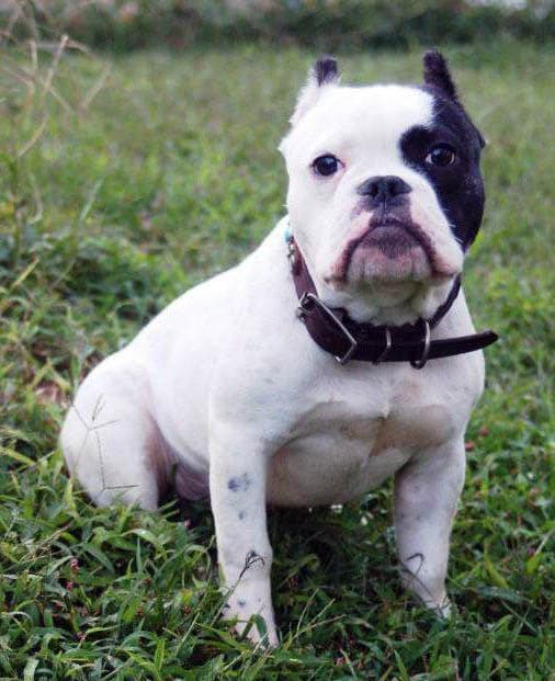 Pawsitive's Shillelagh Law