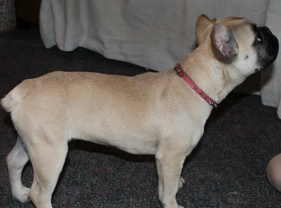 Pawsitive's Mocha Latte